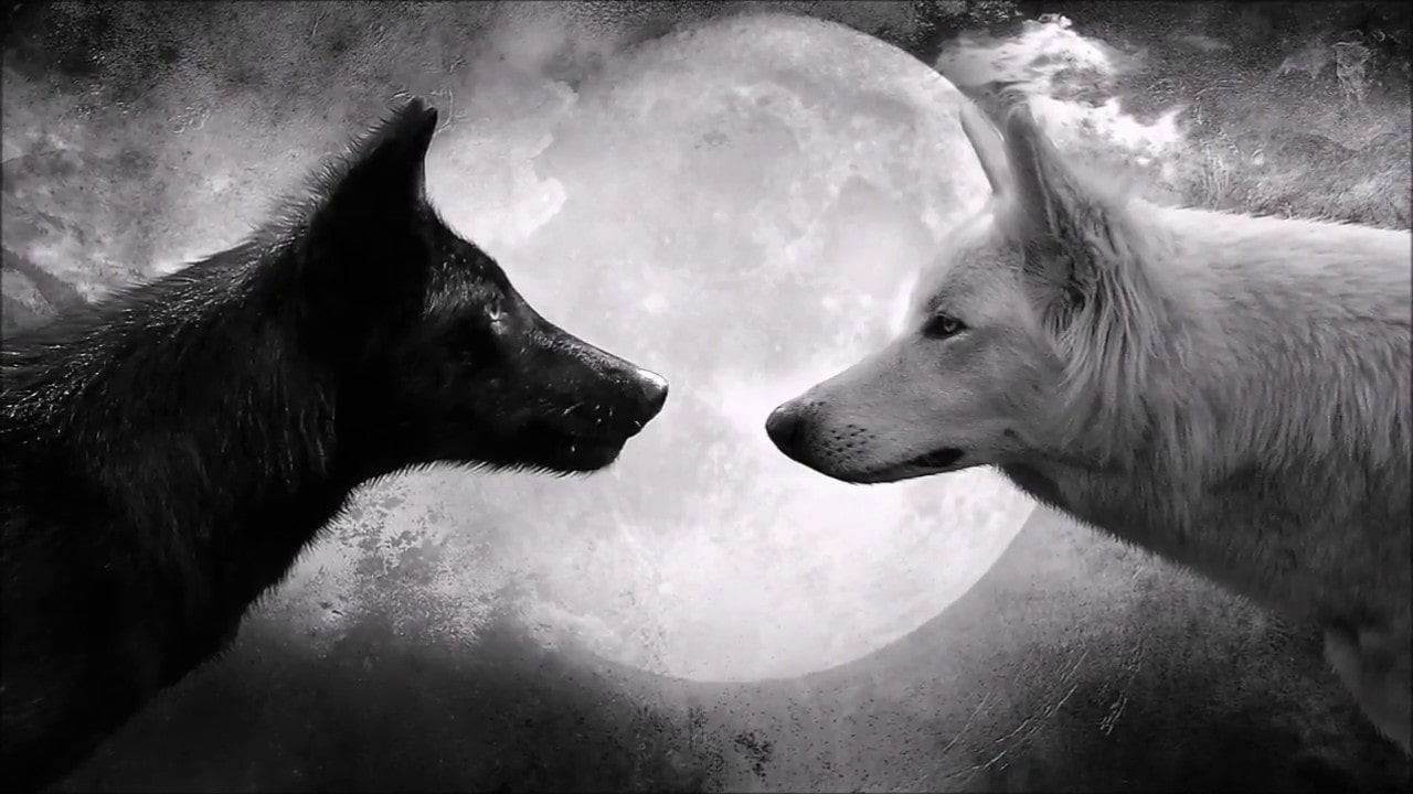 La légende des deux loups - conte Cherokee